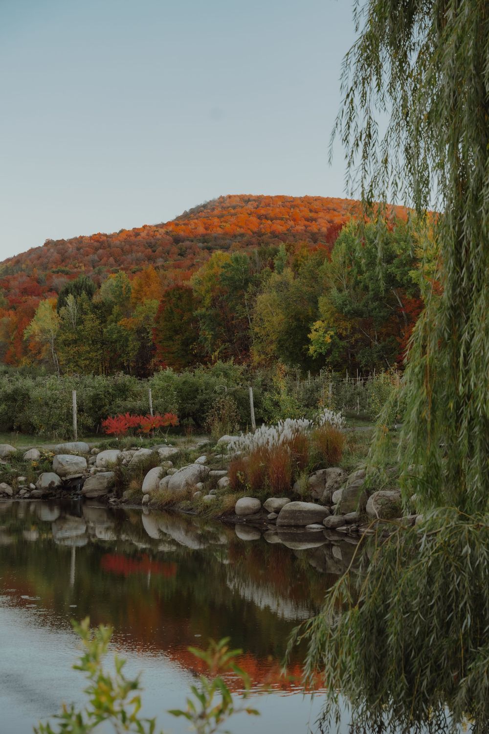 Photo d'automne 2025 Rive-Sud de Montréal. Dans un verger au mois d'octobre.
