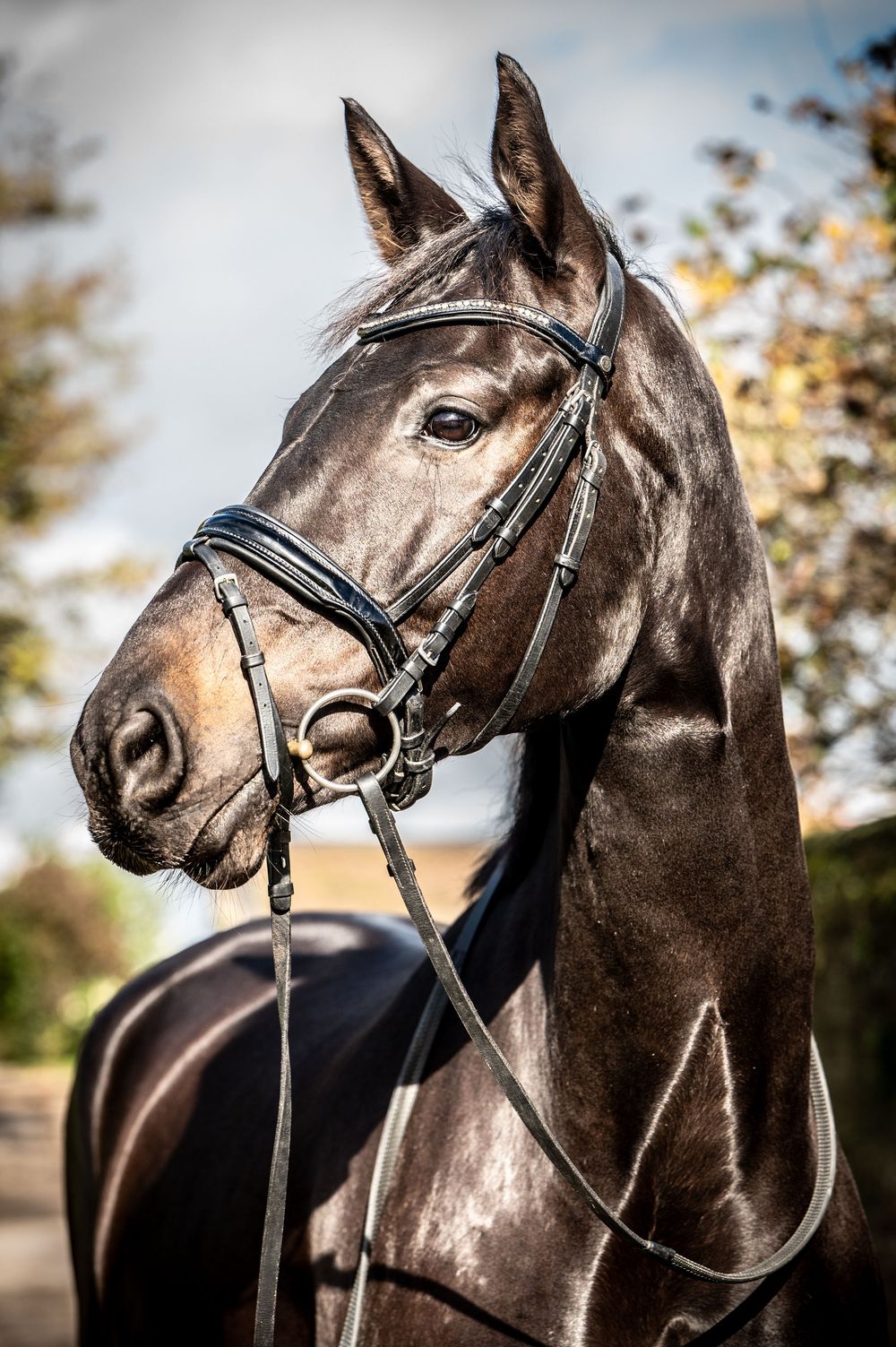 Head portrait of a black horse shining in the sunlight, showcasing a glossy coat and strong facial features.