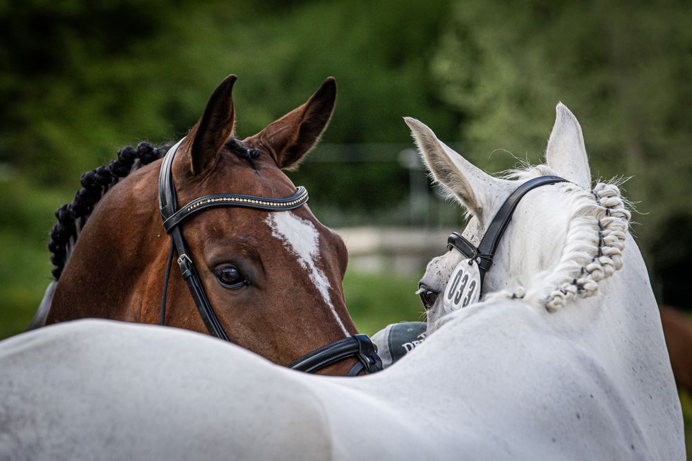 Horses Fine Art