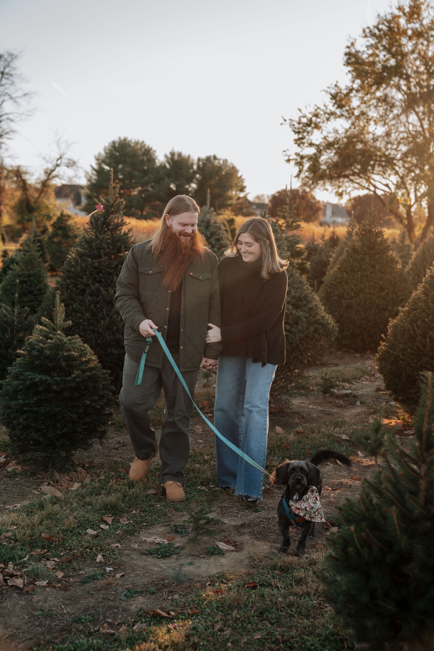 Couple walks their small dog through a Christmas tree farm at golden hour sunset.