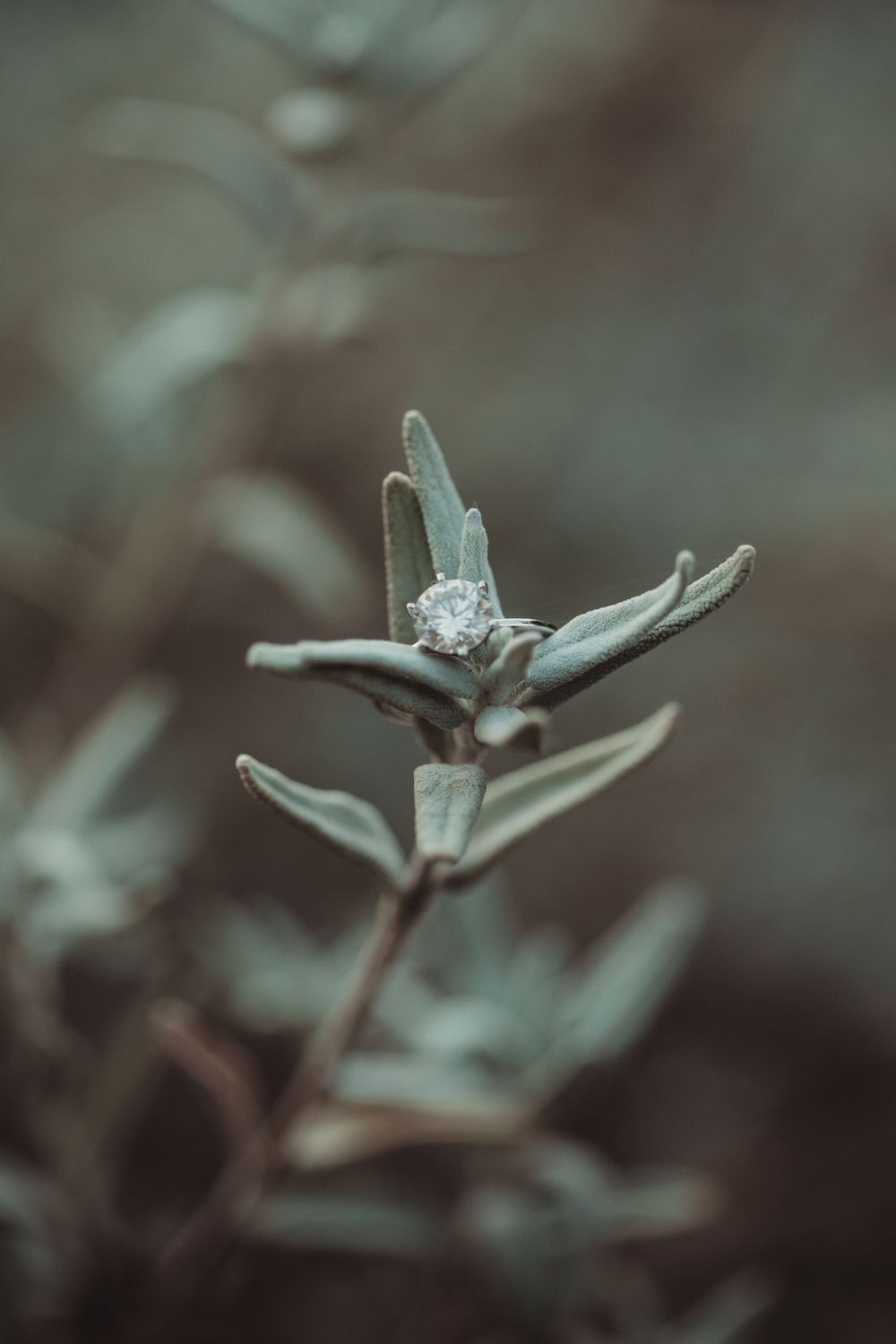 Macro photograph of a delicate plant stem with frosted leaves in a moody desaturated composition.