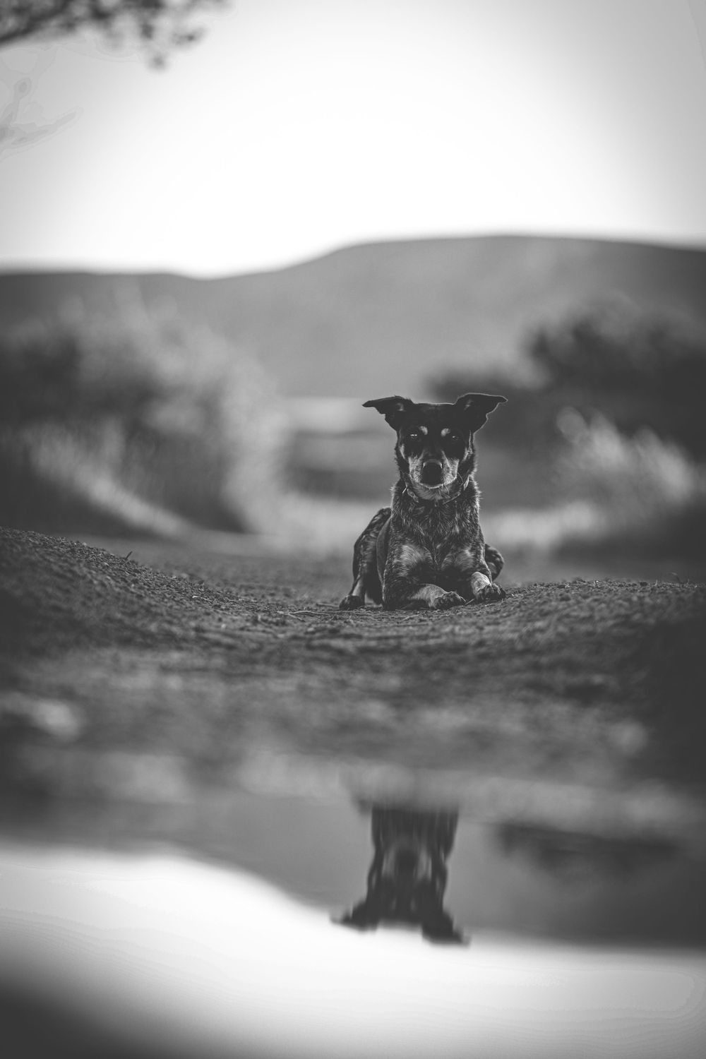 Black and white photo of dog reflected in water with mountains behind.