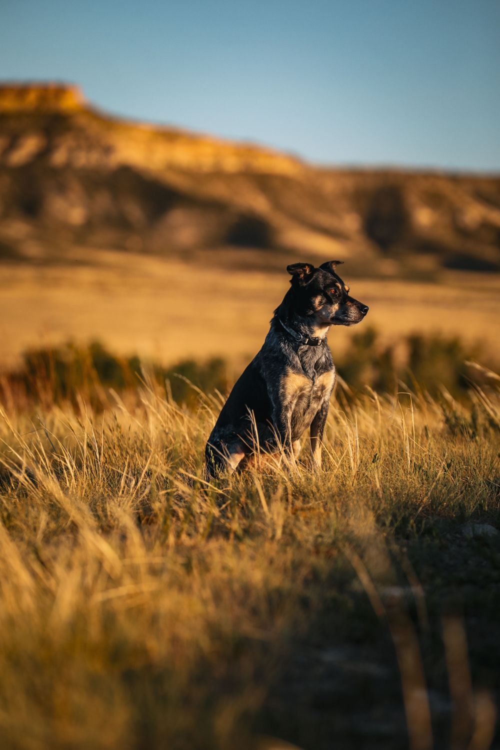 Dog sitting in tall grass during golden hour with mountains in background.