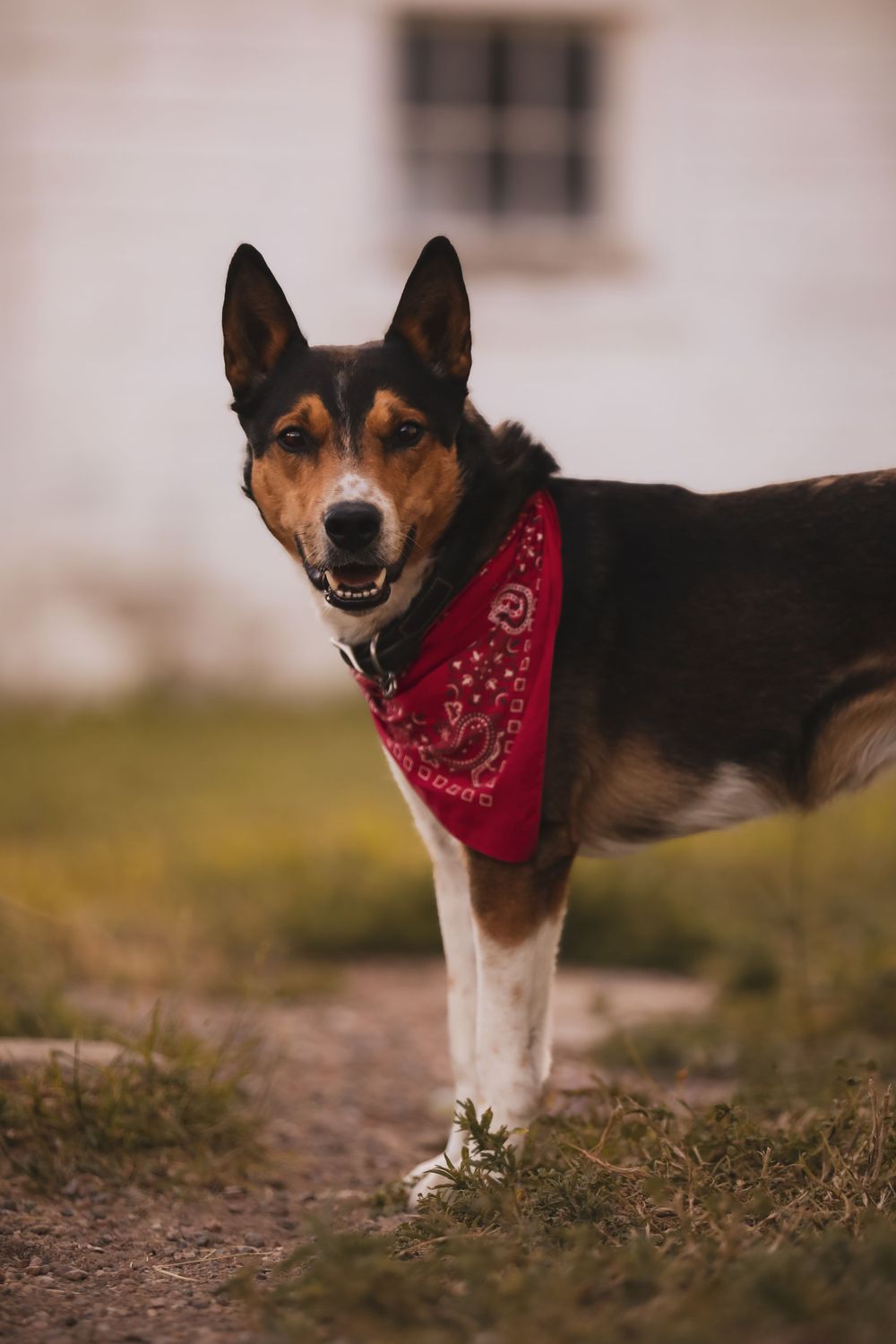 Tricolor dog wearing red bandana standing on dirt path.