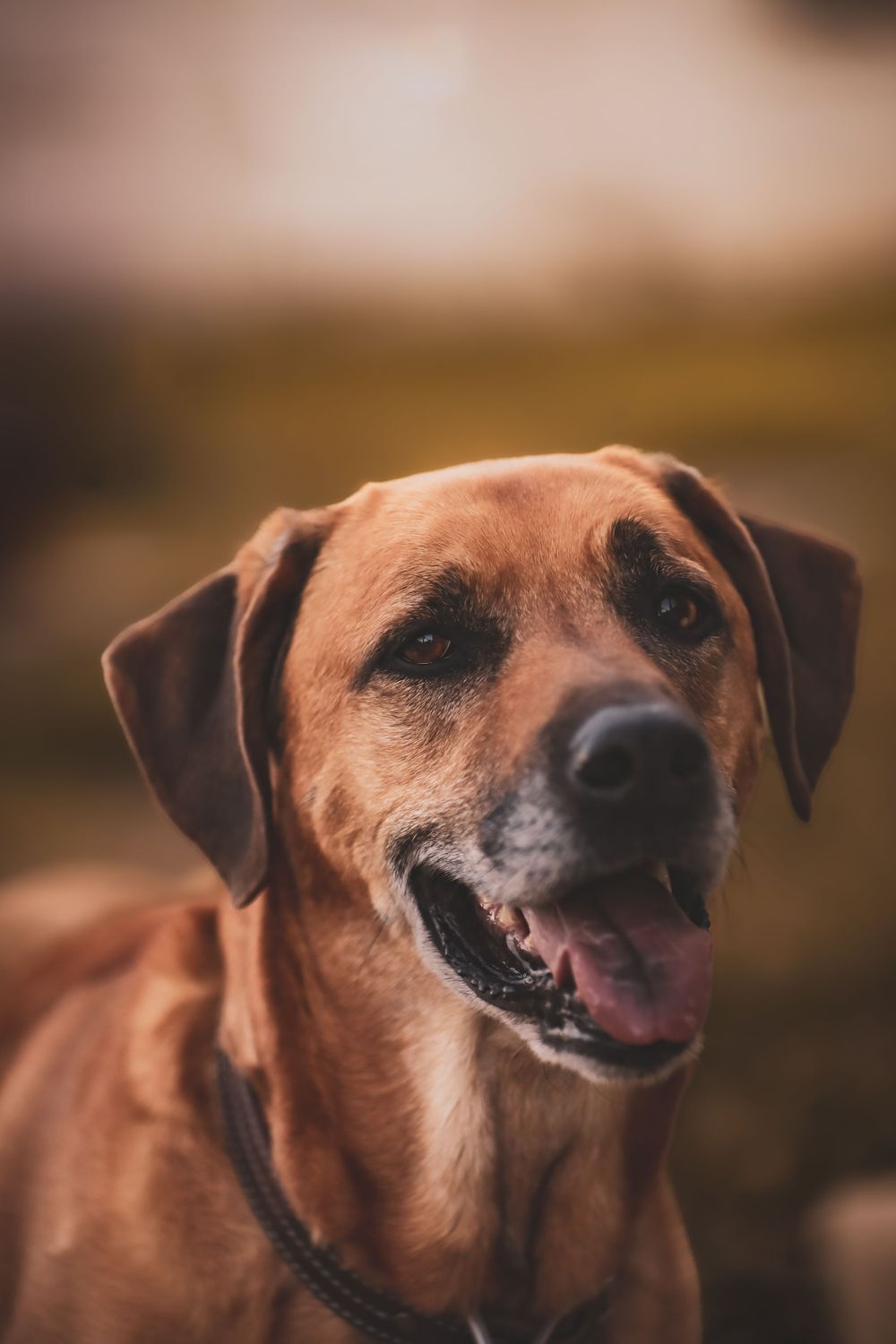 Happy brown dog with white markings smiling at camera in warm lighting.