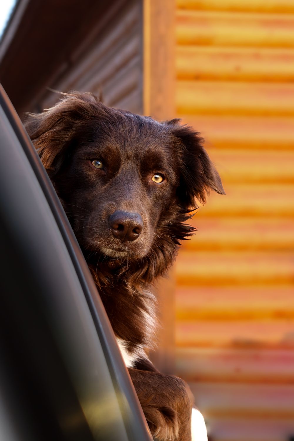 A dark-coated dog peers out of a car window with an orange background.