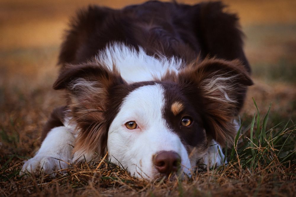 Border Collie with distinctive black and white markings resting on ground.