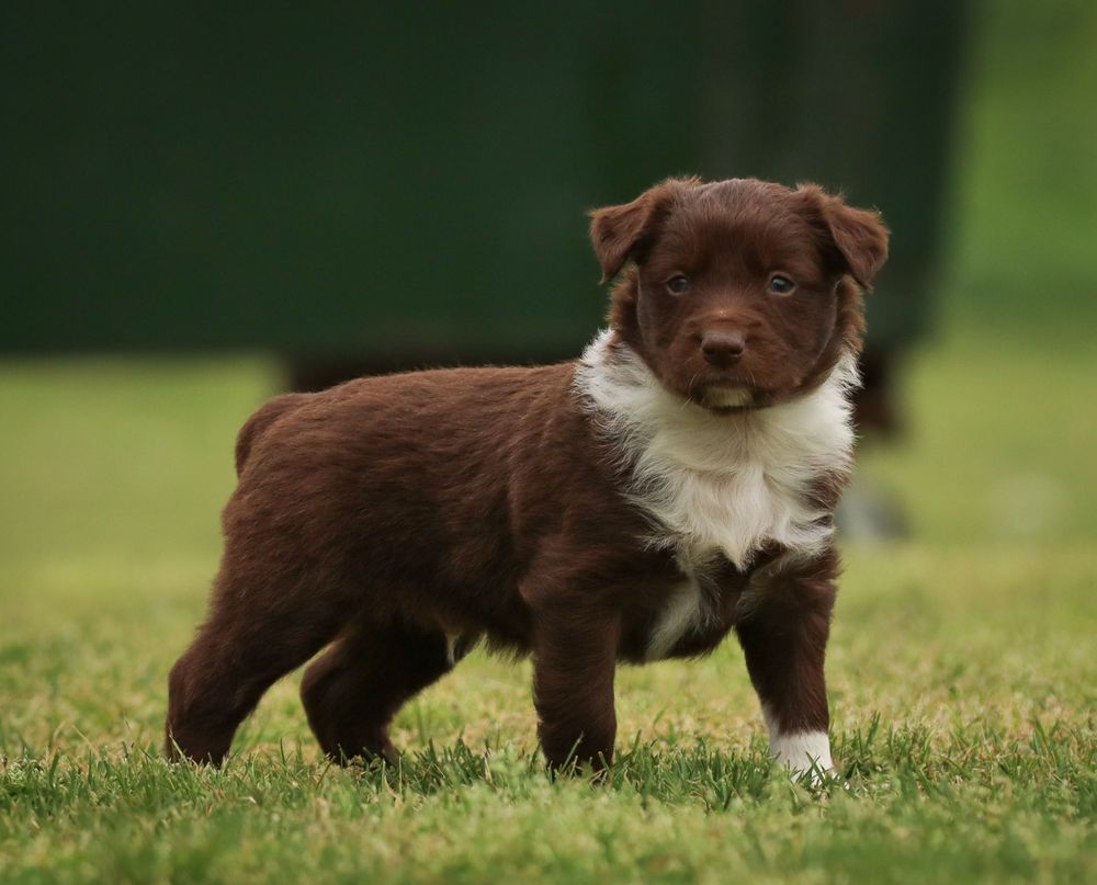 Adorable brown and white Australian Shepherd puppy standing in green grass.