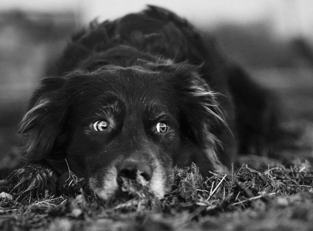Black and white portrait of a dog with expressive eyes lying down in grass with shallow depth of field.