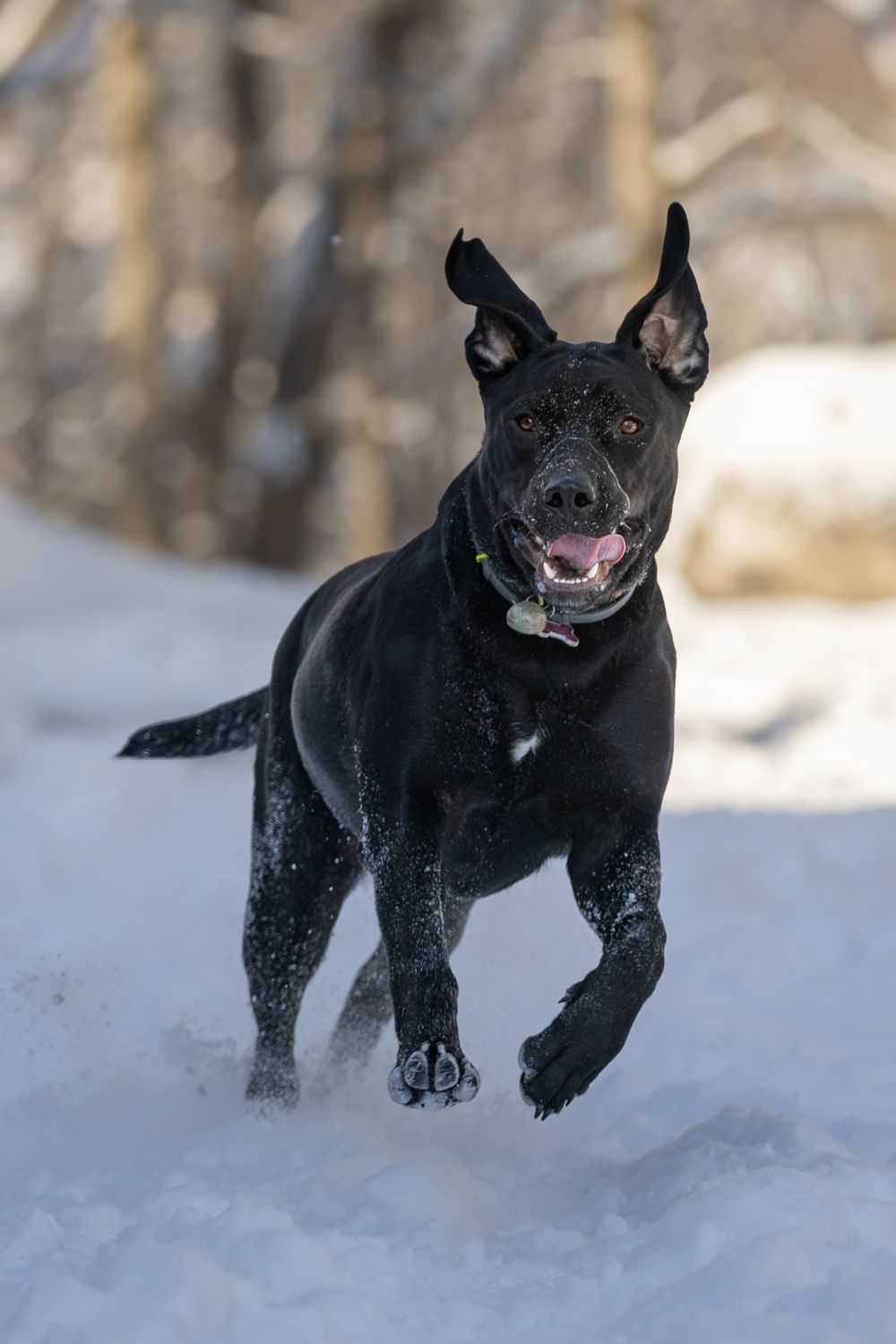 Happy black dog leaping and playing in deep winter snow with blurred forest background.