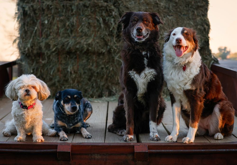 Four happy dogs of different breeds and sizes sitting together on a wooden deck in front of hay bales.