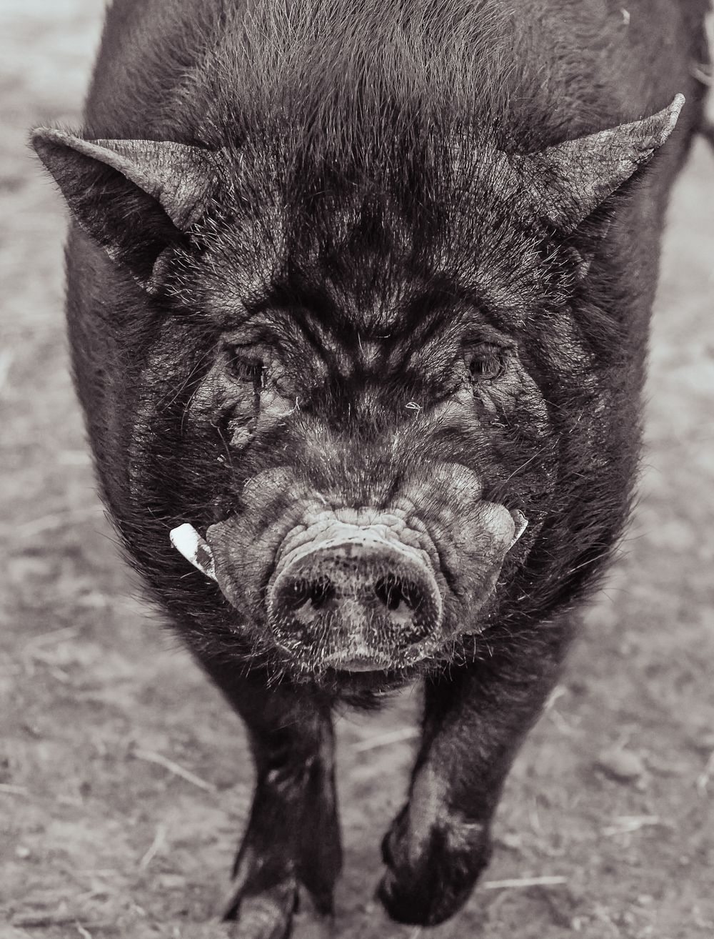 Close-up black and white portrait of a dark pot-bellied pig with wrinkled snout on a farm.