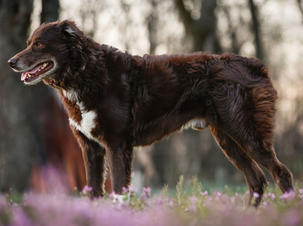 A brown and white Border Collie dog stands in a field of purple wildflowers at dusk.