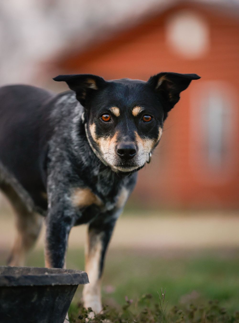 A black and tan terrier mix dog stands alert with a red barn in the background on a sunny day.