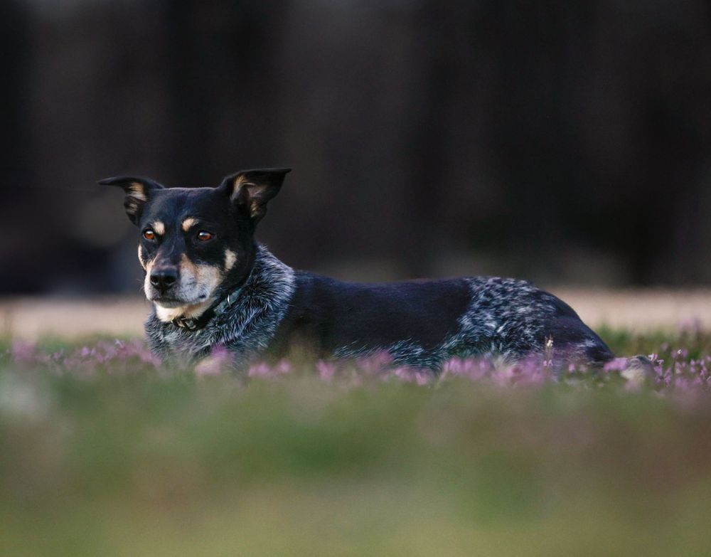 Black and brown dog lying down in grass with purple wildflowers in soft focus background.