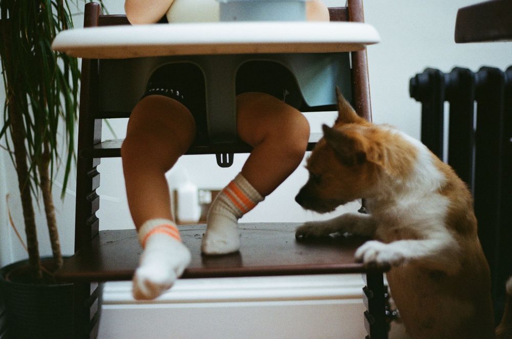 A brown and white dog sniffs a child's feet dangling from a wooden high chair indoors.