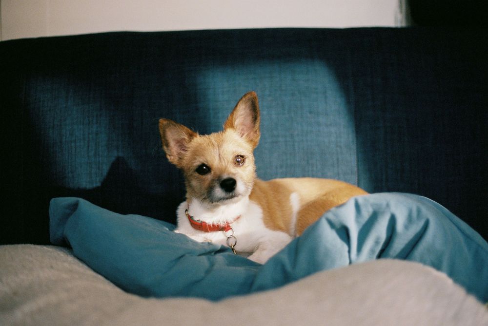 A small Chihuahua dog wearing a red collar rests comfortably on a blue couch cushion, looking alert and cute.