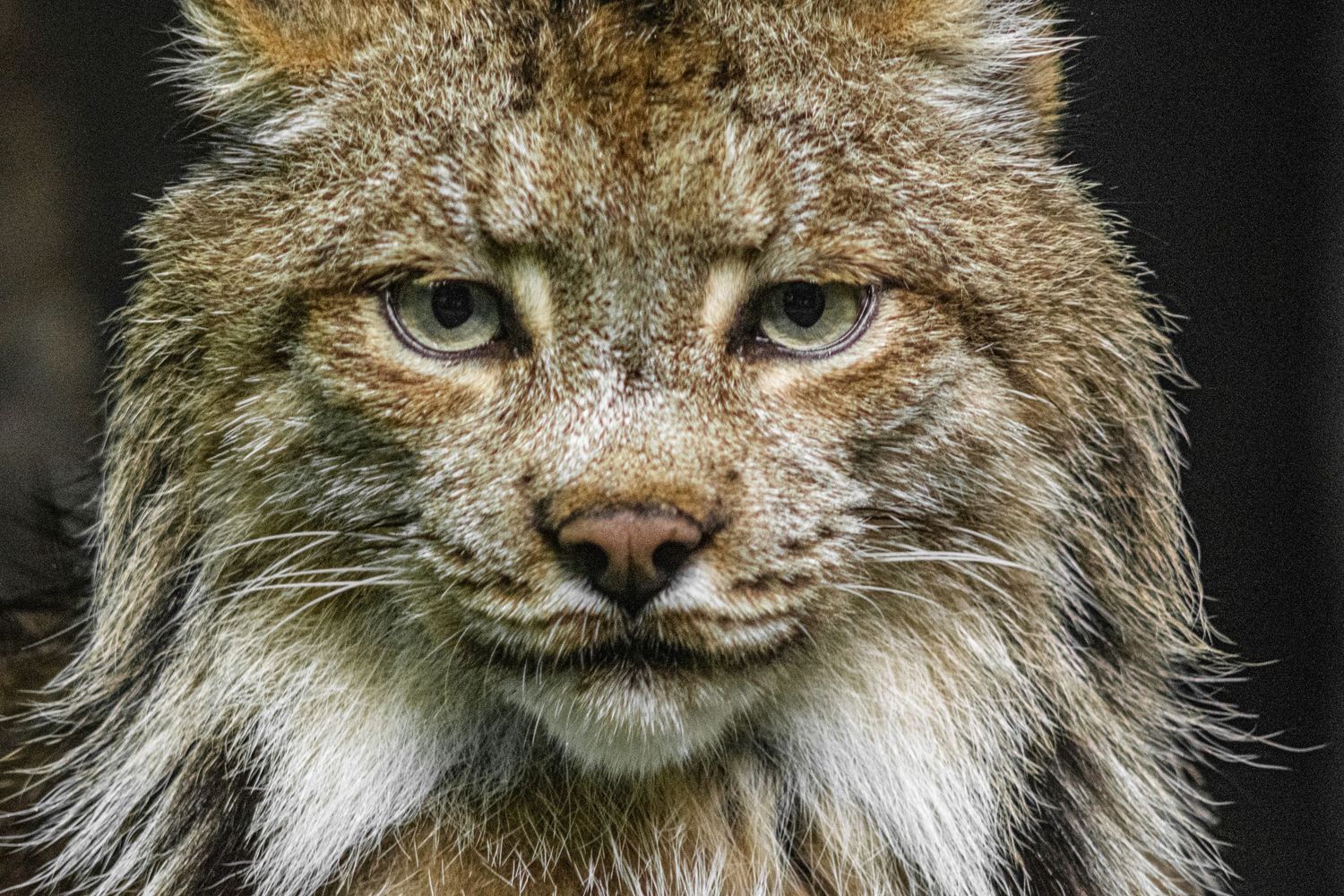 Intense close-up of a lynx's face showing detailed fur patterns and piercing eyes.