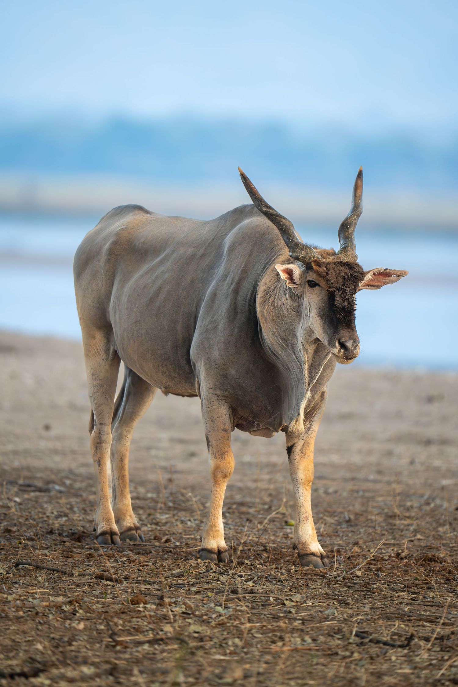 An eland walking across dry terrain against a blue sky background.