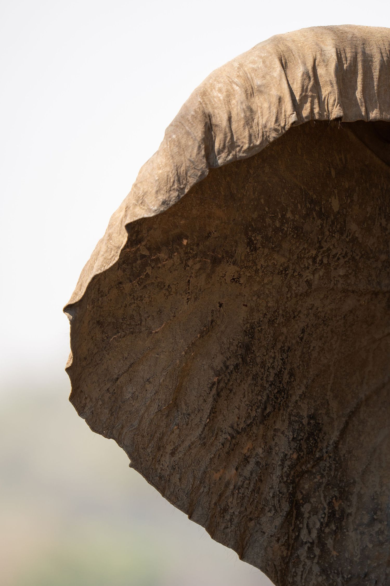 Close-up silhouette of an elephant's ear showing its curved edge and rough texture.