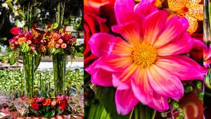 Bright pink dahlias and red floral arrangements displayed in an outdoor garden setting.