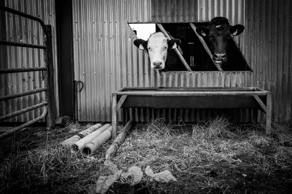 eleanor barry photography newborn family wedding waterford munster on the farm