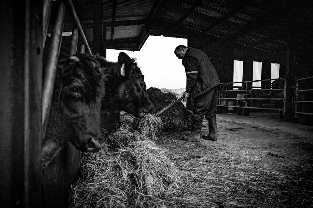 eleanor barry photography newborn family wedding waterford munster on the farm