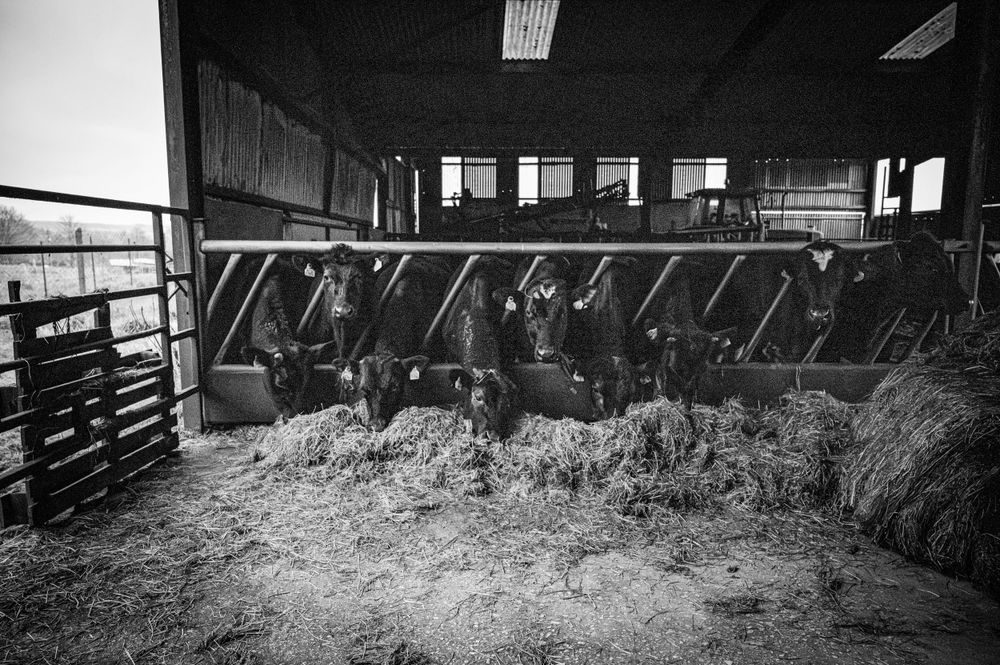 eleanor barry photography newborn family wedding waterford munster on the farm