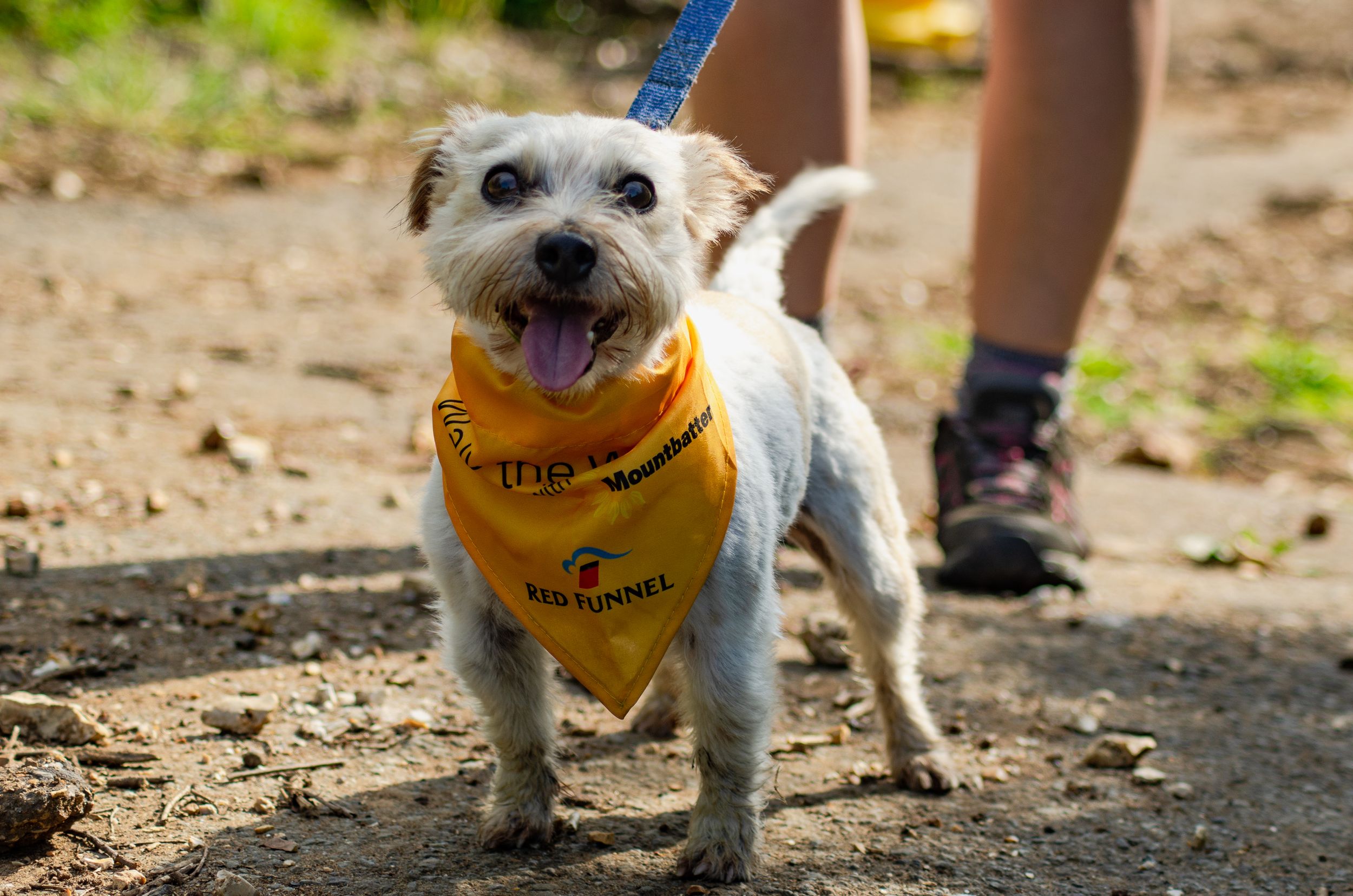 Small white dog wearing yellow bandana smiles while walking on dirt path.