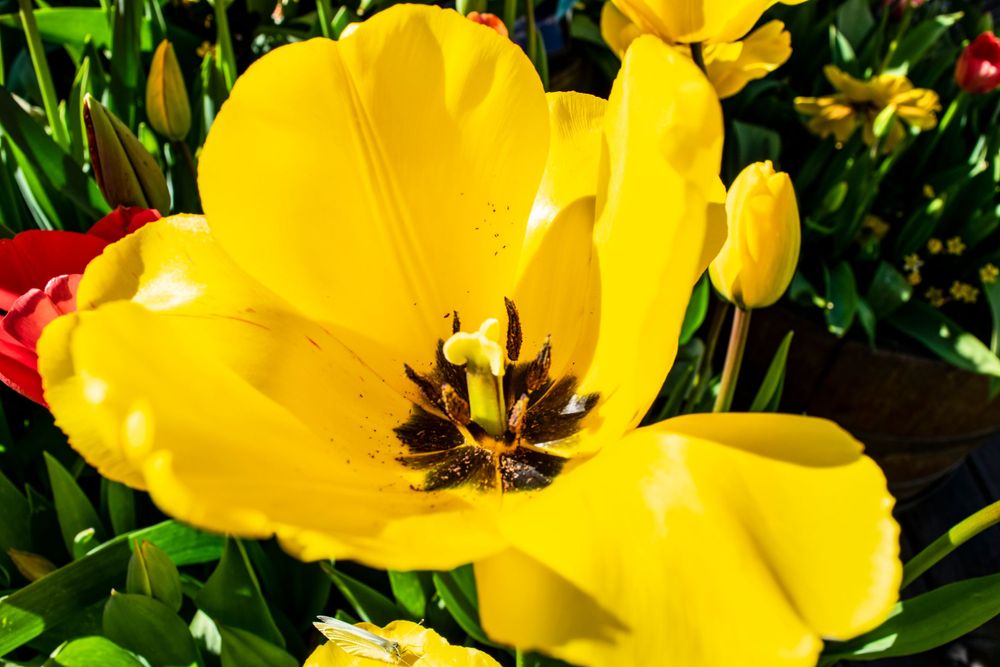 Bright yellow tulip flower in full bloom with dark center pistils against green foliage.