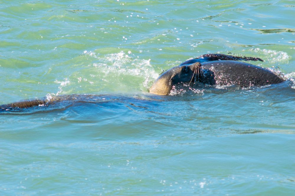 Sea lion swimming in turquoise waters with splashing waves at Pier 39.