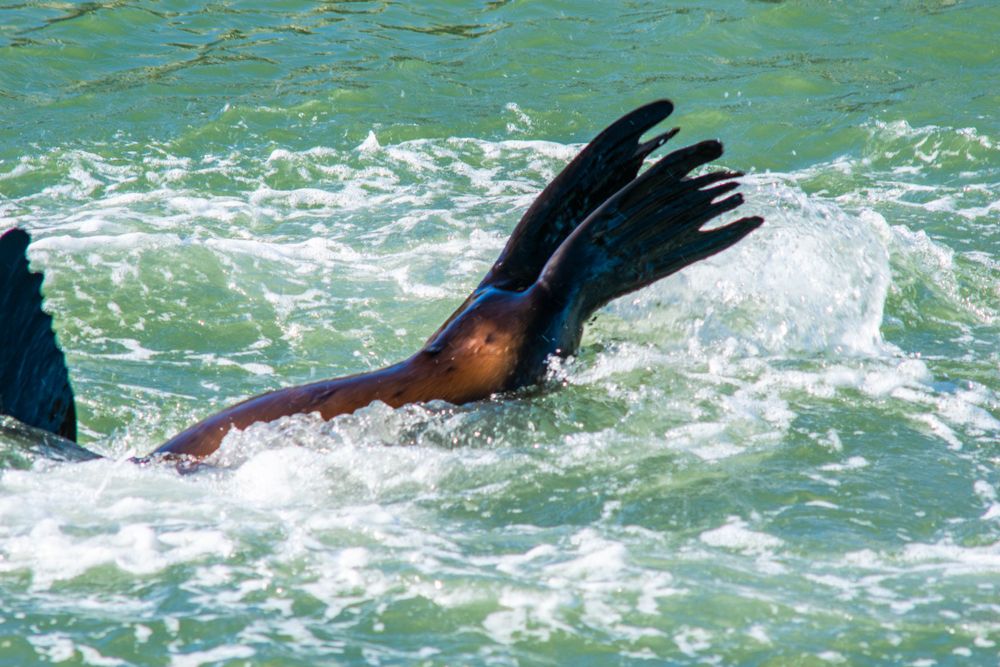 Sea lion's flipper breaks through green ocean water while swimming near Pier 39.