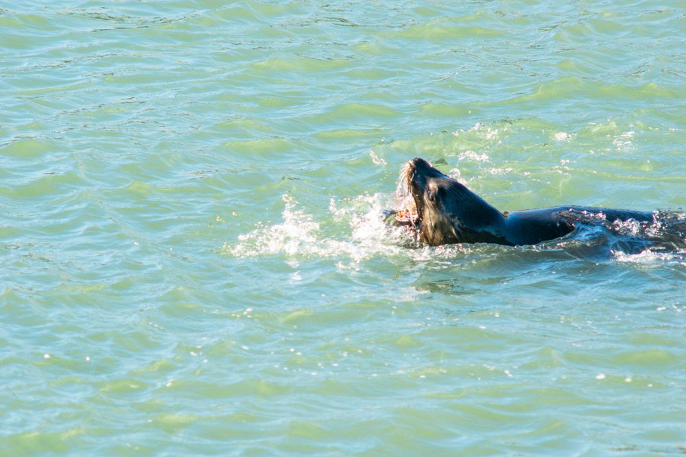 Sea lion surfaces in choppy green waters near San Francisco's Pier 39.