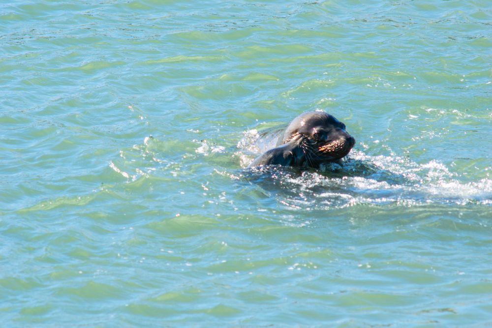 Sea lion swimming and splashing in the turquoise waters of San Francisco Bay.