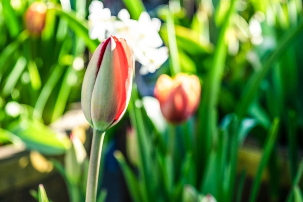 Close-up of a red and white tulip bud in a spring garden with soft bokeh background.