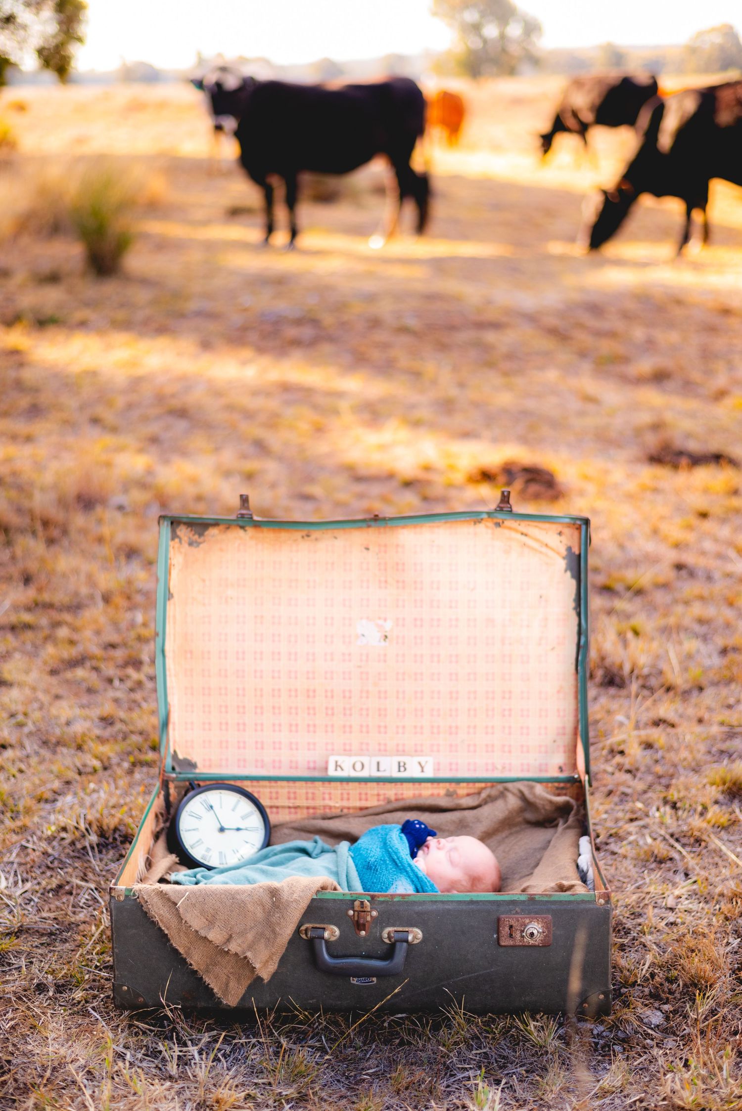 A vintage brown suitcase lies open in a field with cattle silhouettes against a golden sunset background.