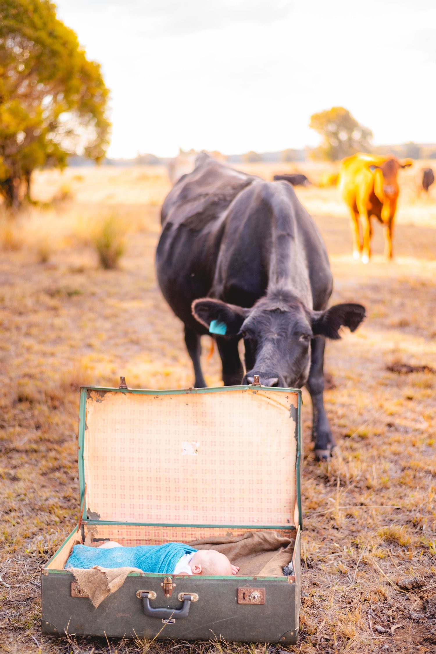 A curious black cow inspects an open vintage suitcase in a rustic field setting.