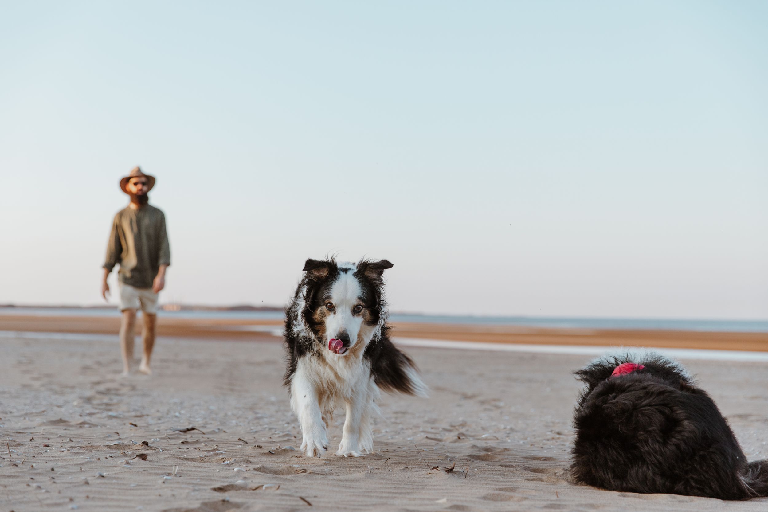 Border collie runs playfully on a sandy beach at sunset with another dog and person in the background.during a photoshoot in Wickham, WA