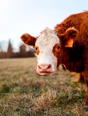 Close-up portrait of a red and white calf looking directly at the camera in a field.