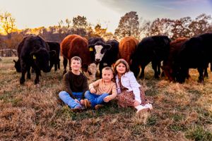 A group relaxes on grass with a herd of cattle standing behind them at sunset.