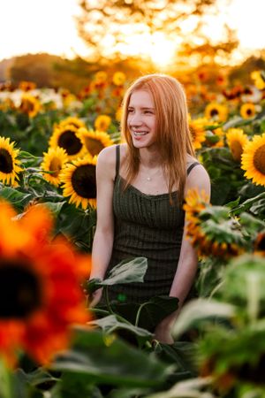 A golden sunset illuminates a field of bright sunflowers with warm glowing light in a summer evening scene.