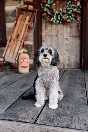 Adorable dog wearing gray sweater sits on wooden porch with Christmas wreath backdrop.