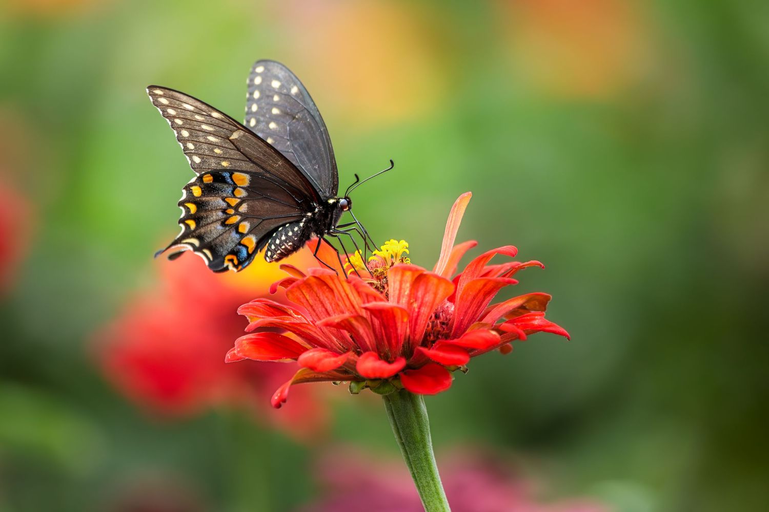 Black Swallowtail Butterfly feeding on a red Zinnia blossom. Photographed near Lebanon, Pennsylvania.