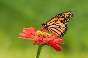 Monarch Butterfly feeding on a coral colored Zinnia blossom. Photographed near Lebanon, Pennsylvania.