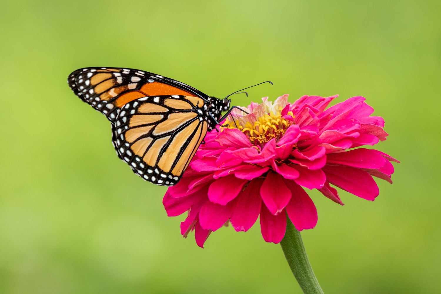Monarch Butterfly feeding on a pink Zinnia blossom. Photographed near Lebanon, Pennsylvania.