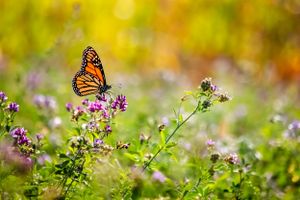 Monarch Butterfly feeding in Alfalfa blossoms in a hay field. Photographed near Lebanon, Pennsylvania.