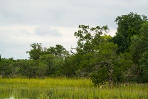 Wide landscape shot of a coastal marsh with green vegetation and trees in the background.