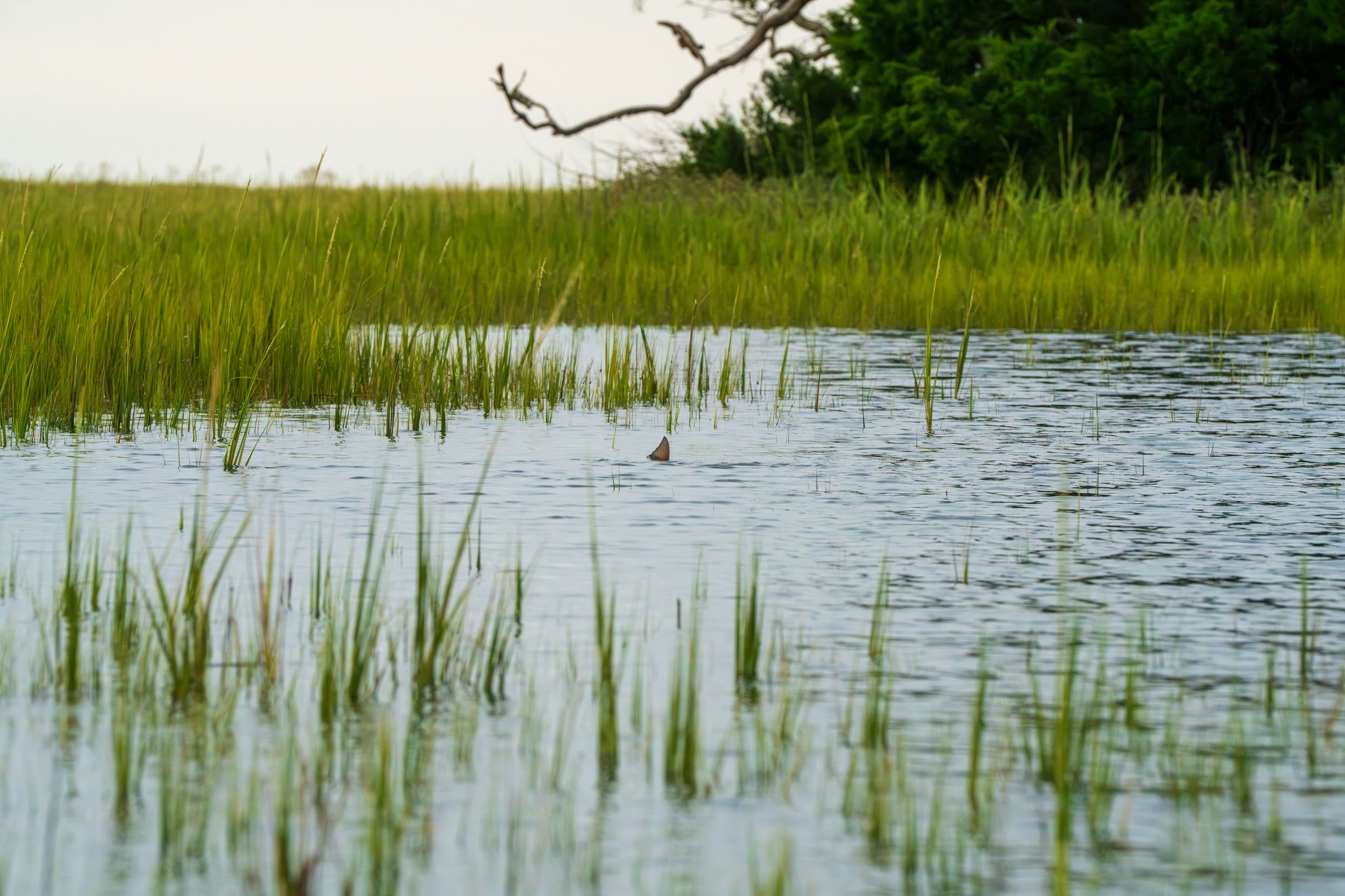 Tranquil marsh landscape with tall grass growing through shallow water.