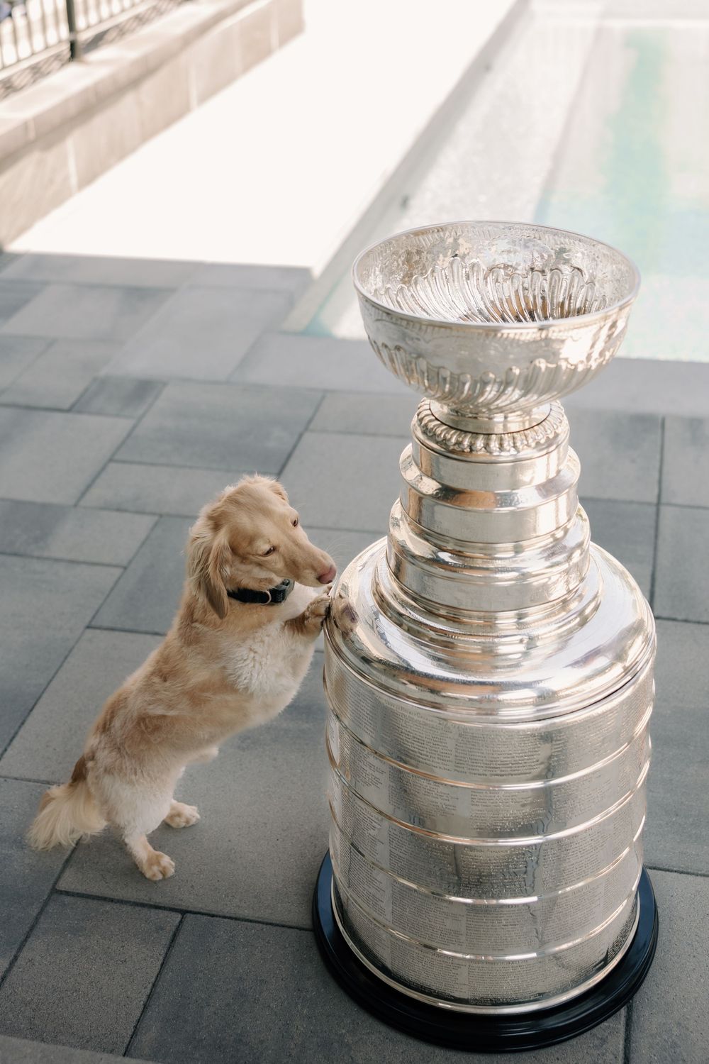 A golden retriever puppy stands on hind legs to sniff the Stanley Cup trophy outdoors near a pool.