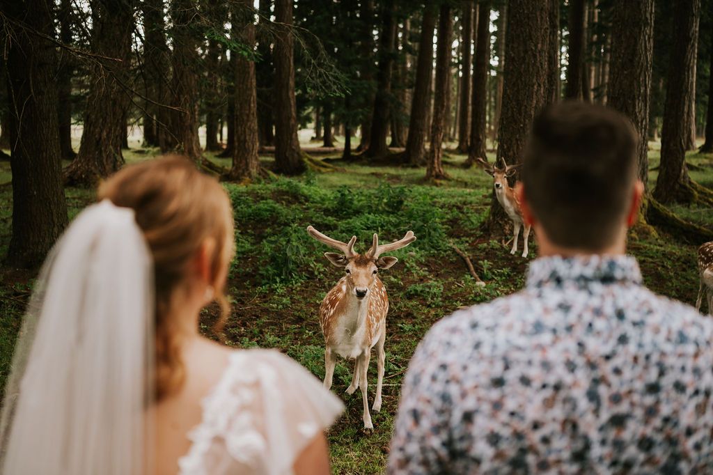 Deer looking right at wedding couple at Seaview Farm on Vancouver Island. Photography by Photographer Soulfull Photographs